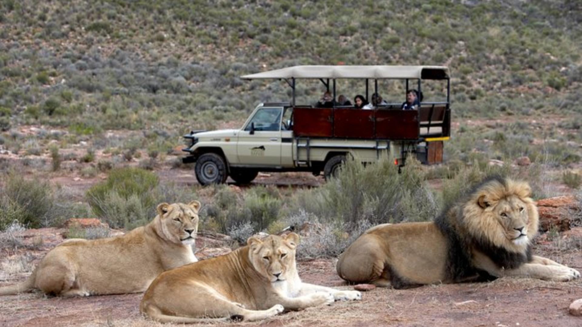 Safaris